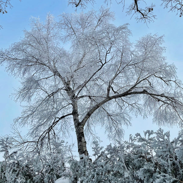 winter wonderland | rime ice | hoar frost | mother nature