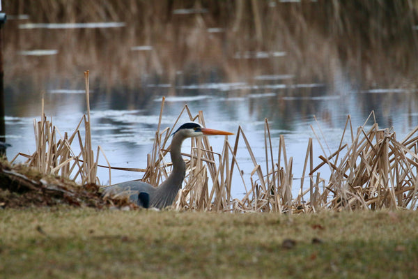 Great Blue Heron hunting among the spring cattails